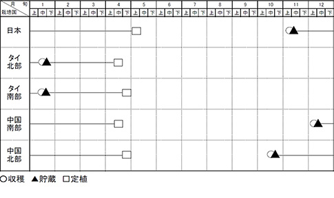 海外産生姜の収穫時期