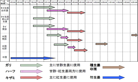 海外産生姜の収穫時期