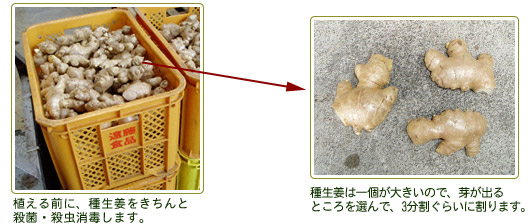 植える前に、種生姜をきちんと殺菌・殺虫消毒します。
種生姜は一個が大きいので、芽が出るところを選んで、3分割ぐらいに割ります。