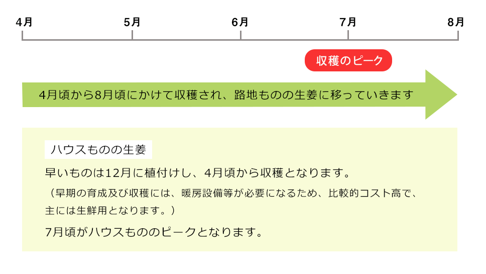 ◆ハウスものの生姜◆：早いものは12月に植付けし4月頃から収穫となります。（早期の育成及び収穫には、暖房設備等が必要になるため、比較的コスト高で、主には生鮮用となります。）7月頃がハウスもののピークとなります。