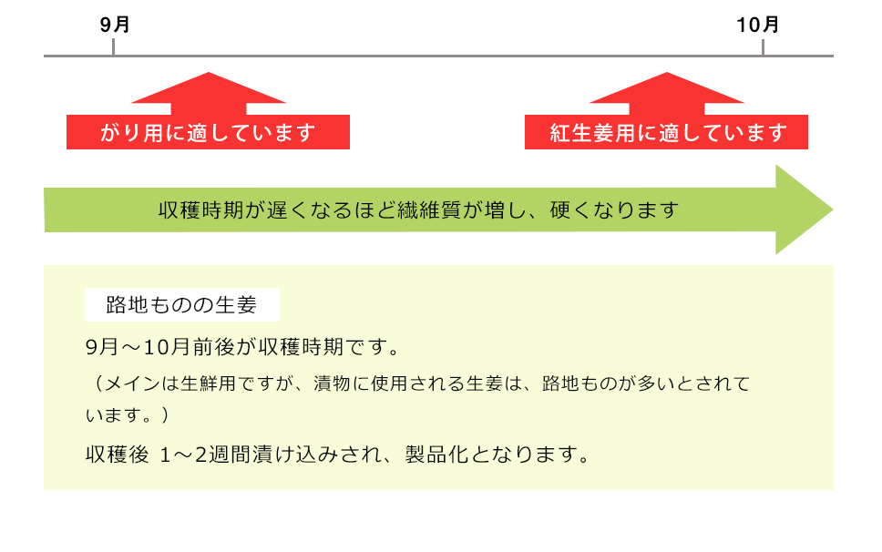 ◆ハウスものの生姜◆：早いものは12月に植付けし4月頃から収穫となります。（早期の育成及び収穫には、暖房設備等が必要になるため、比較的コスト高で、主には生鮮用となります。）7月頃がハウスもののピークとなります。